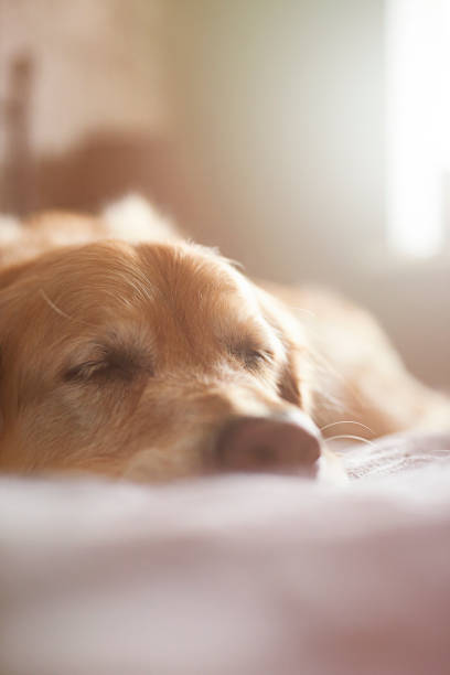 istock Dog fast asleep at home 642054326