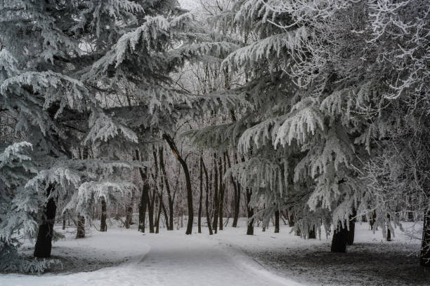 Image of the city park on the winter day