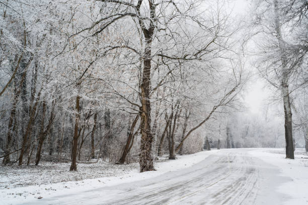 Image of the city park on the winter day