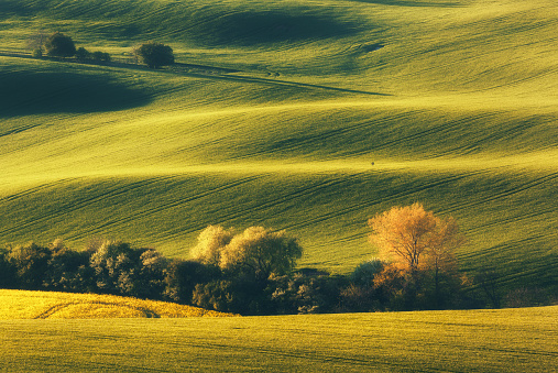 Blooming trees against fields at sunset in spring in South Moravia, Czech Republic. Colorful landscape with fields with green grass and trees. Waves hills, rolling. Nature background. Agriculture