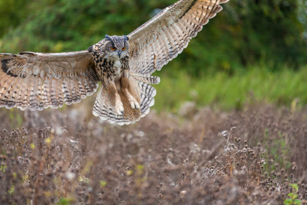 istock European or Eurasian Eagle Owl, Bubo Bubo, wings spread in flight 642055050