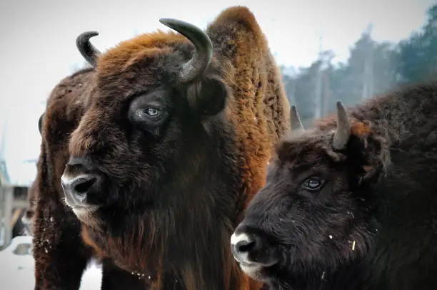 two portrait of European bison in winter bialowieza