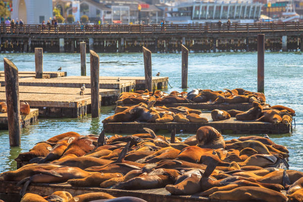 istock Pier 39 Sea lions 642058734
