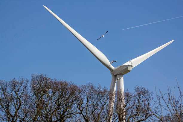 istock Wind turbine wild bird danger 642061774