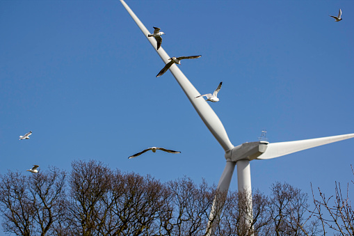 Birds heading towards a wind farm turbine. This image highlights the debate about whether or not wind turbine rotor blades present a danger to bird populations