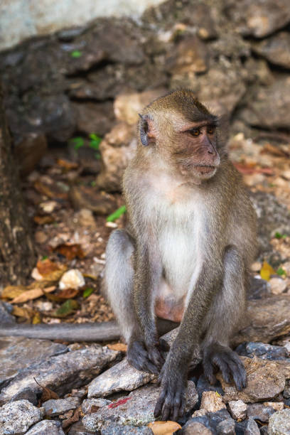 istock Funny Monkey at Tiger Cave Temple, Krabi 642064344