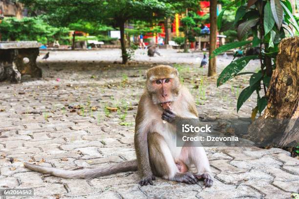 Funny Monkey At Tiger Cave Temple Krabi Stock Photo - Download Image Now -  Animal, Animal Body Part, Animal Hair - iStock