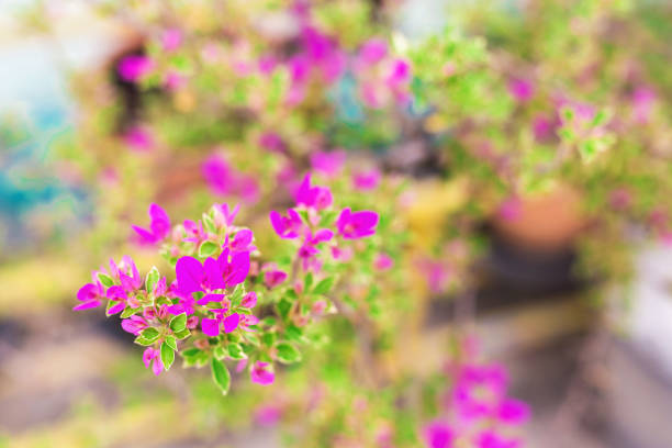 Red tropical flowers. Nature Background. Selective focus. Blured