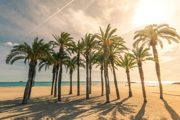 palme su spiaggia sabbiosa con luce solare - alicante costa blanca foto e immagini stock