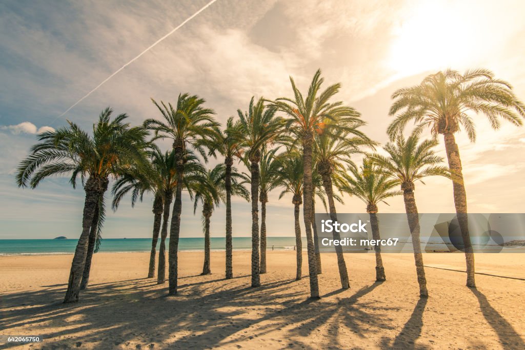 Palm trees on sandy beach with sunlight Palm trees on sandy beach with sunlight, tropical paradise Miami Beach Stock Photo