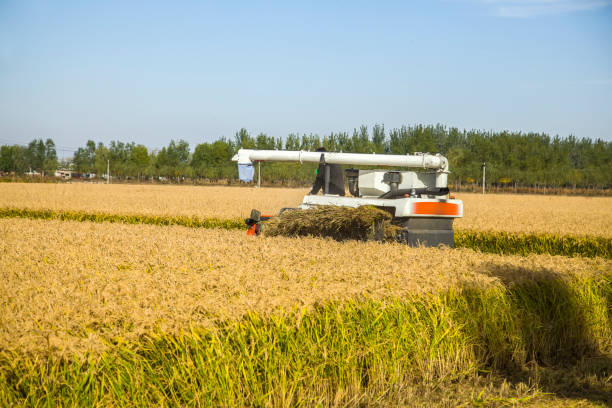 Autumn harvest of ripe rice