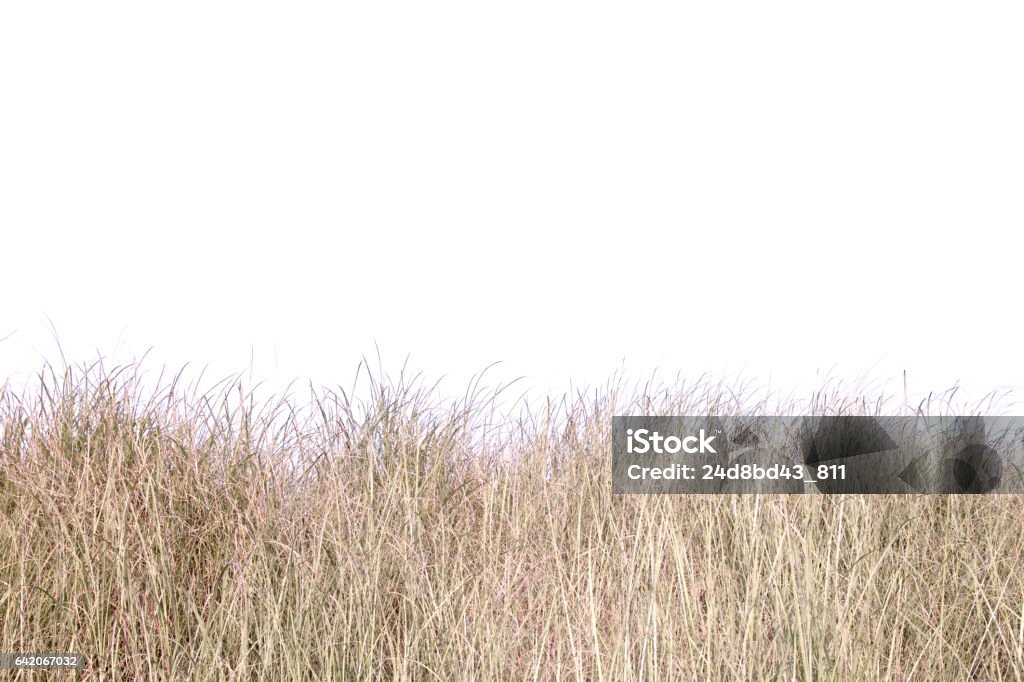 champ d'herbe sèche. - Photo de Herbe libre de droits