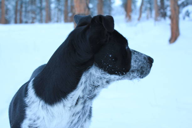 istock Winter in the Rocky Mountains 642068160