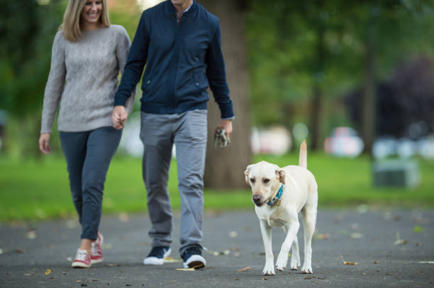 istock Young couple walking dog on beautiful summer evening 642069230