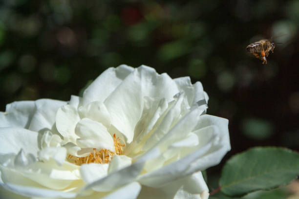 istock Bee collecting honey from a white rose 642088804
