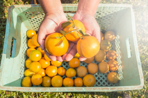 Citrus harvesting to cart in hand the morning.
