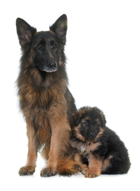 istock puppy and adult german shepherd 642089528