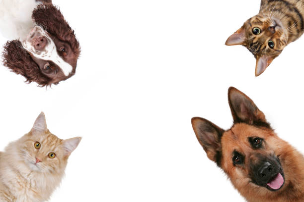 Two pedigree cats and two pedigree dogs isolated on withe
