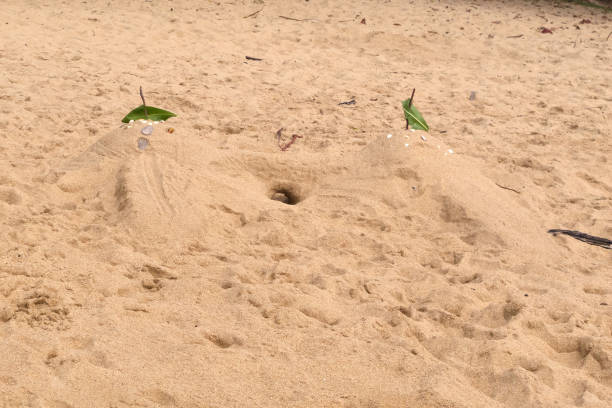 istock Sandcastle on beach in Tropical North Queensland 642094586