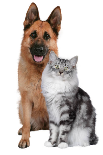 istock Cat and dog together sitting isolated 642094590