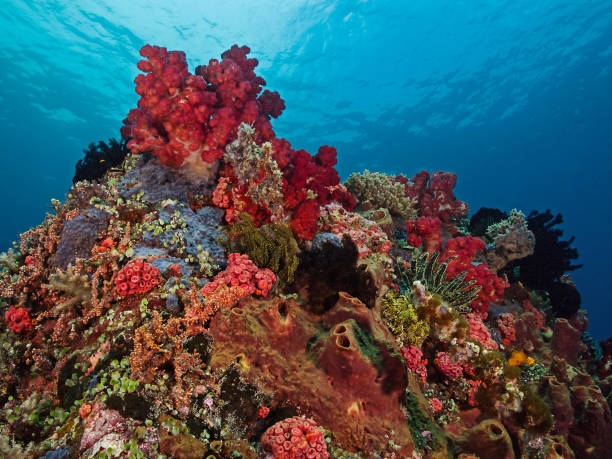istock Tropical Seascape, Colorful Coral Reef 642097122