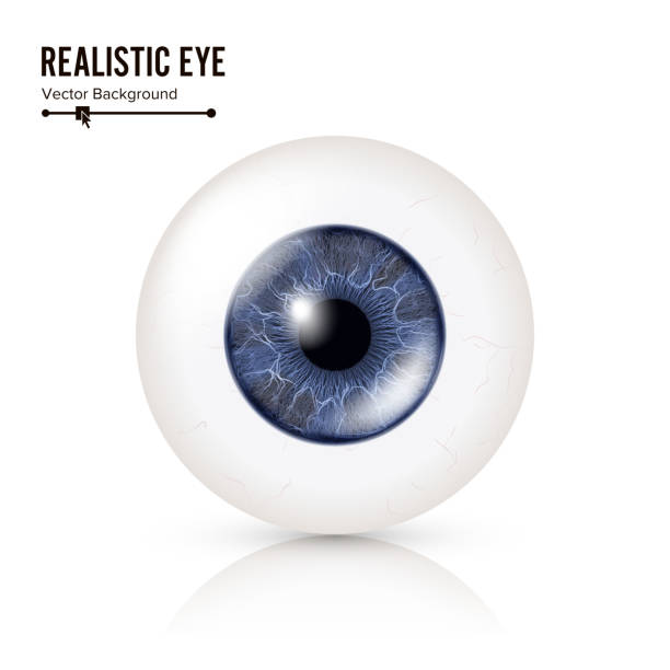 istock Realistic Human Eyeball. 3d Glossy Photorealistic Eye Detail With Shadow And Reflection. Isolated On White Background. Vector Illustration 642097644