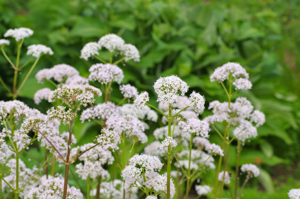 istock Valeriana officinalis, a medicinal plant 642100640
