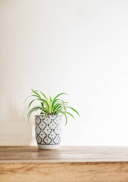 istock Wooden desk table top with tree pot on white wall, with copy space 642101196