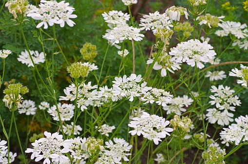 Caucalis grandiflora syn. Orlaya grandiflora a white wildflower