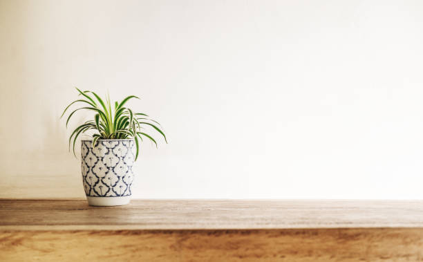 istock Wooden desk table top with tree pot on white wall, with copy space 642103456