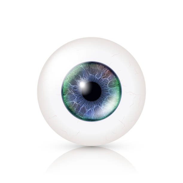 istock Realistic Human Eyeball. 3d Glossy Photorealistic Eye Detail With Shadow And Reflection. Isolated On White Background. Vector Illustration 642103486