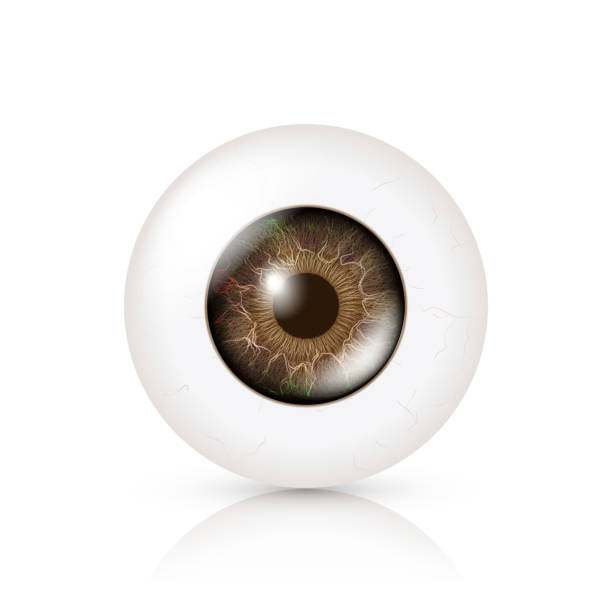 istock Photo Realistic Eyeball. Human Retina. Vector Illustration Of 3d Human Glossy Eye With Shadow And Reflection. Front View. Isolated On White Background 642103858
