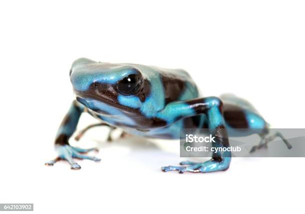 Dendrobates Auratus Celeste Stock Photo - Download Image Now - Amphibian, Animal, Blue