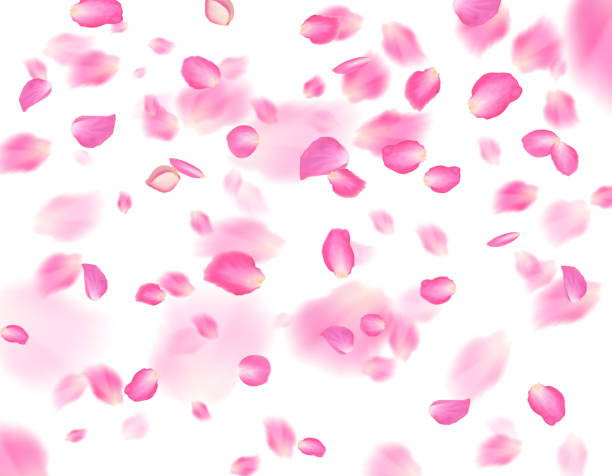 istock Pink sakura petals background. A lot of falling petals on white background. Vector spring template 642104032