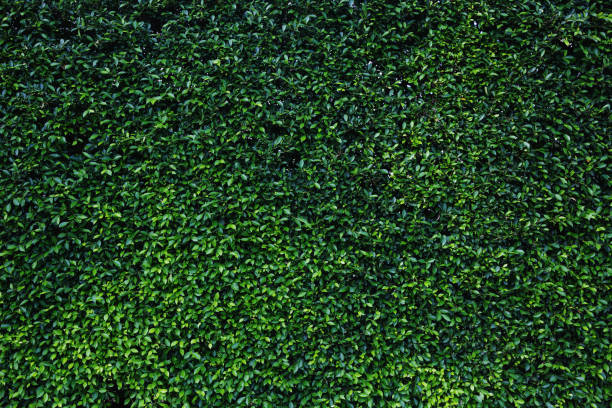 istock green leaves natural wall. 642104676
