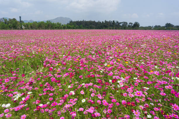 istock Flower and natural bokeh for Background 642104938