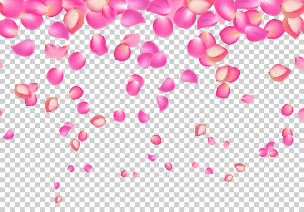 Vector falling rose pink petals. Floral background Vector falling rose pink petals. Floral background rose petal stock illustrations
