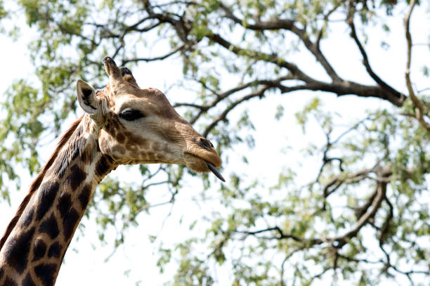 istock giraffe in natural park 642107394