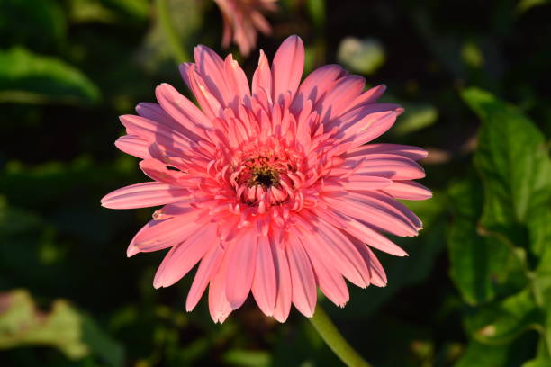 istock Beautiful gerbera flower in garden 642128088