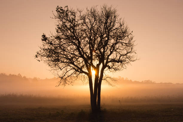 Soft focus beautiful sunrise and fog in the natural scene at Thailand.