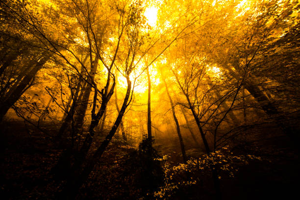 Autumn landscape image