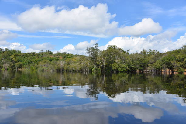 istock Jungle reflections over the Rio Negro 642132558
