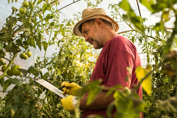 istock Farm worker writing down the progress of tomatoes in greenhouse. 642136408