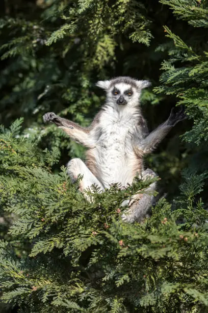 Photo of Stoned hippie looking lemur meditating in a tree