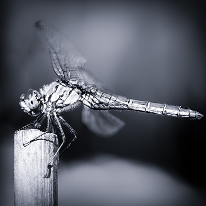 Macro in selective focus of beautiful dragonfly insect, in monochrome effect blue toned, dark picture with vignette lens. One small animal resting on dried bamboo stick in summer under sunlight. This picture was taken in Ain, Auvergne-Rhone-Alpes region in France. This species is smaller than the common Darter or Red-veined Darter. She is pale orange to the basal of the wings. The eyes are red bright brown above and yellow below.