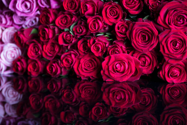 istock Backgrounds concept – bouquet of roses 642154560