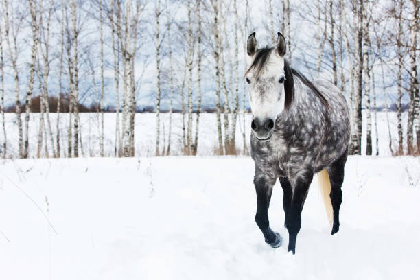 cavallo grigio sulla neve bianca - horse winter dapple gray gray foto e immagini stock