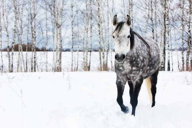 gray horse on white snow - horse winter dapple gray gray imagens e fotografias de stock