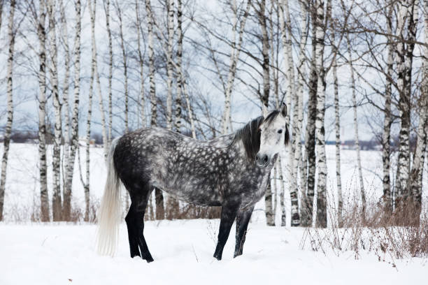 cavallo grigio sulla neve bianca - horse winter dapple gray gray foto e immagini stock