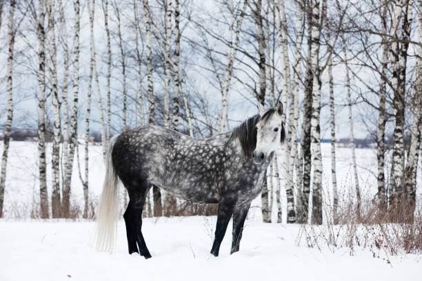 серый конь на белом снегу - horse dapple gray gray winter стоковые фото и изображения